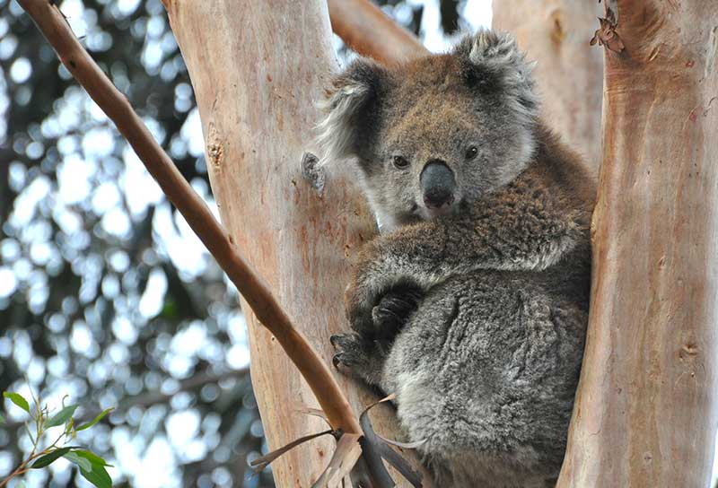 Wild Koala Day Saving Koalas 5671