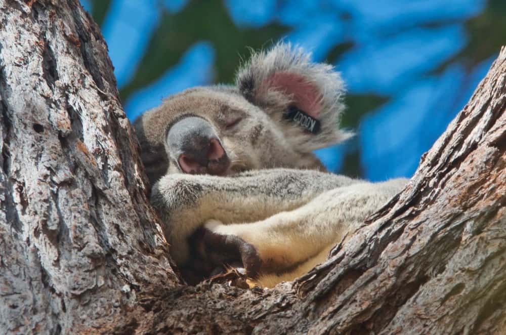 wild koala snoozing noosa