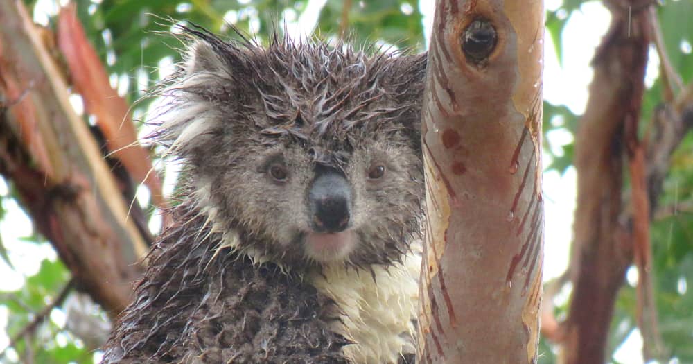 koala in the rain