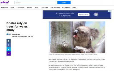 Wild Koala Day Yahoo news