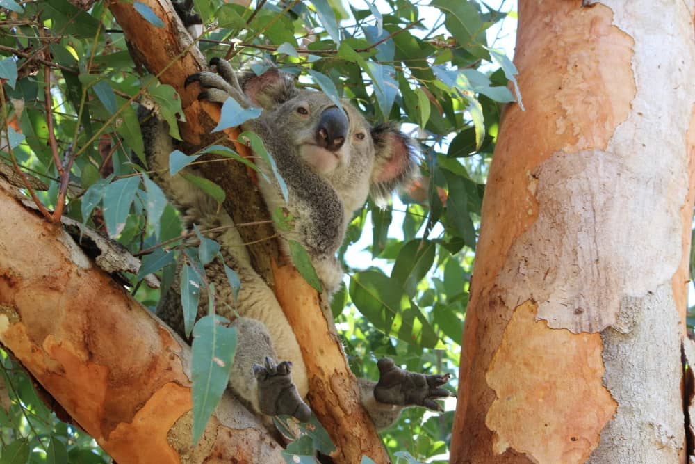 Gympie Council rushes through koala-killing law