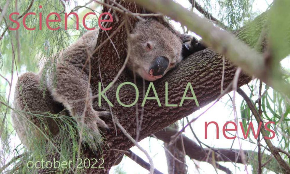 Koala News And Science October 2022 Wild Koala Day 4054