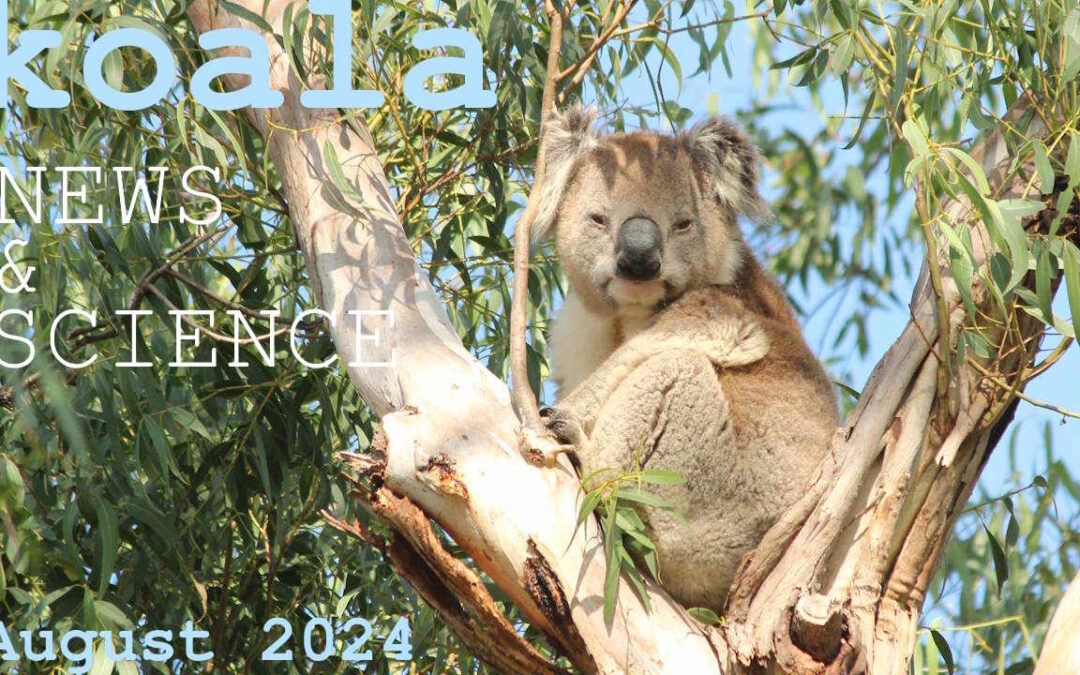 koala news science august 2024