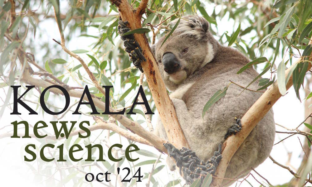 koala news latest science october 2024