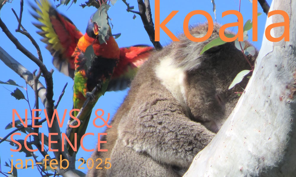 Koala News & Science Jan-February 2025